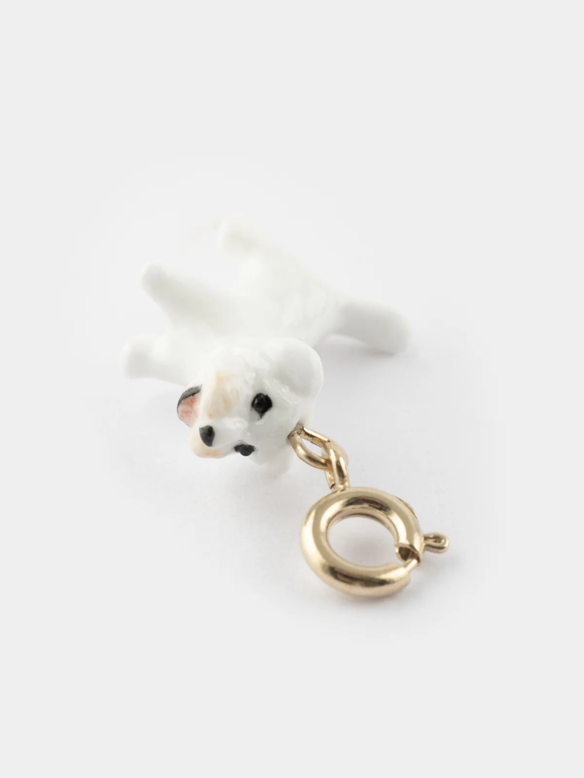 Charm's Chien Coton de Tulear