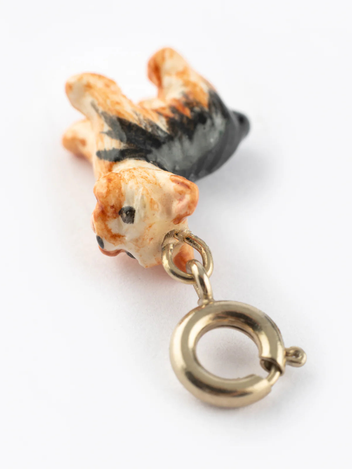 Yorkshire Terrier di Charm