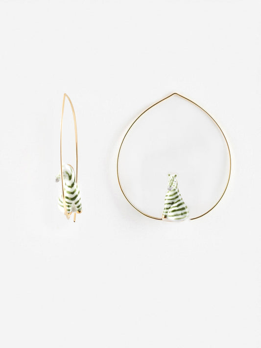 Moyennes créoles zèbre vert