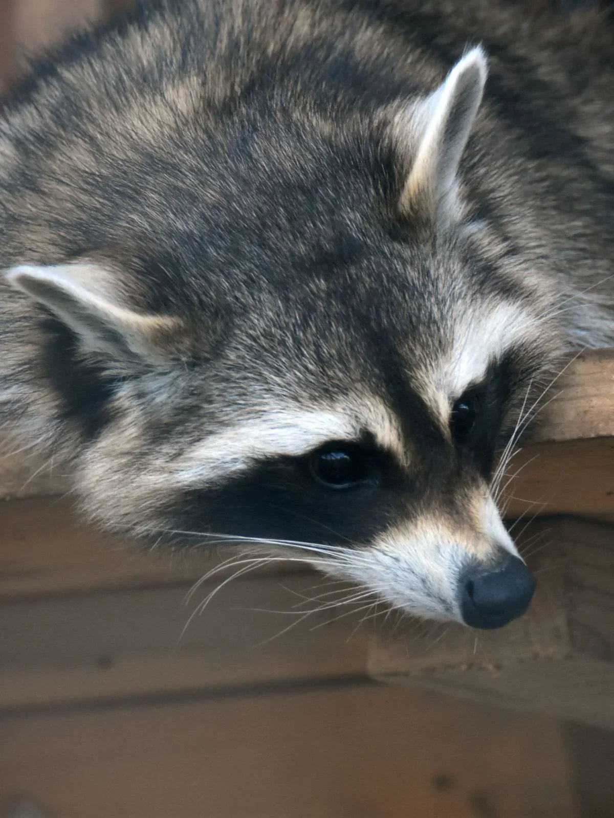 Pedro il procione Pen - La tana