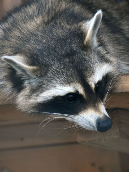 Pedro il procione Pen - La tana
