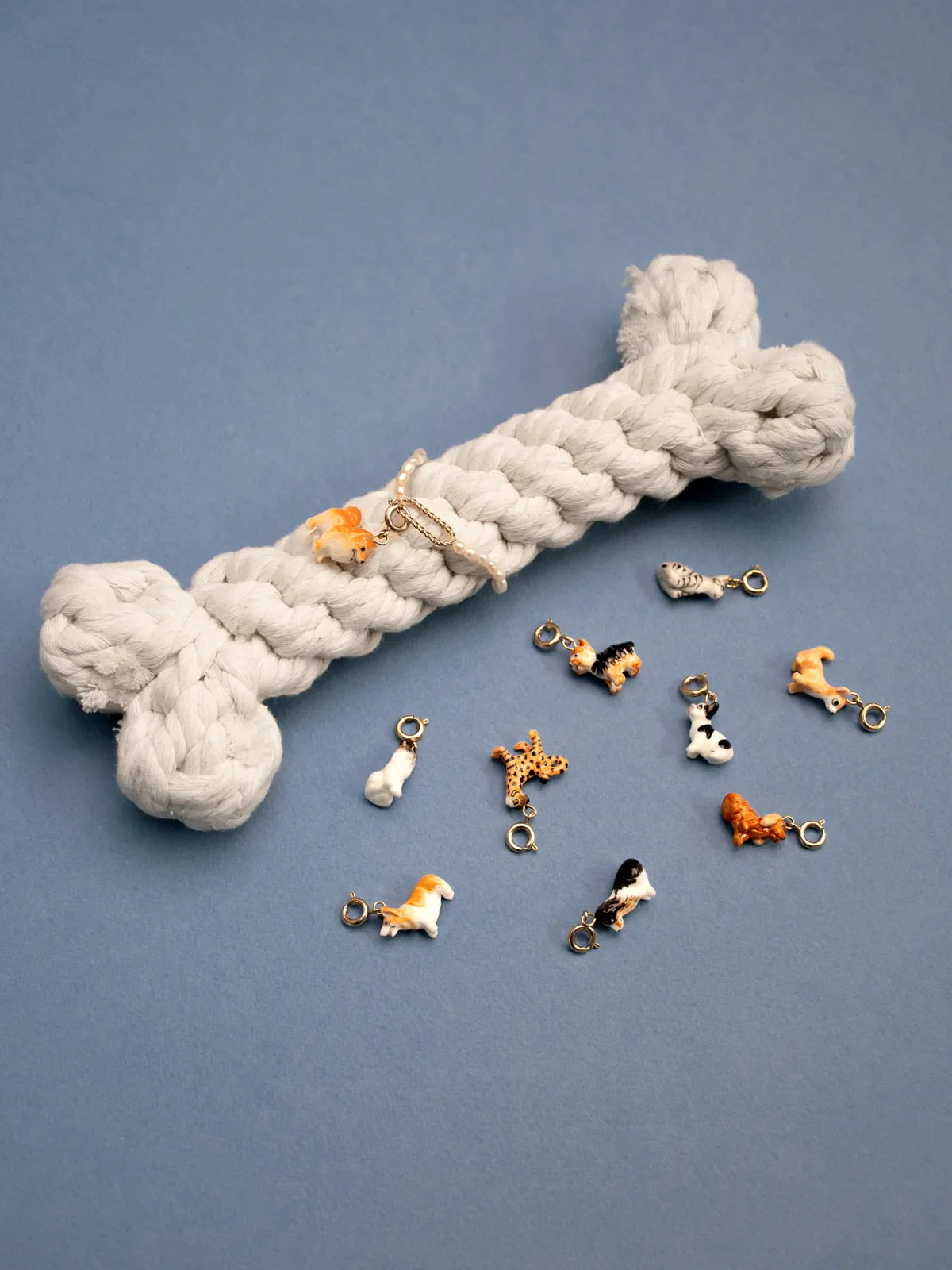 Yorkshire Terrier di Charm