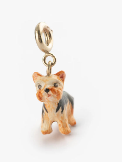 Yorkshire Terrier di Charm