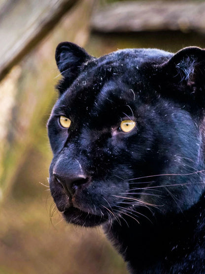 Stylo Ayrton la panthère - La Tanière