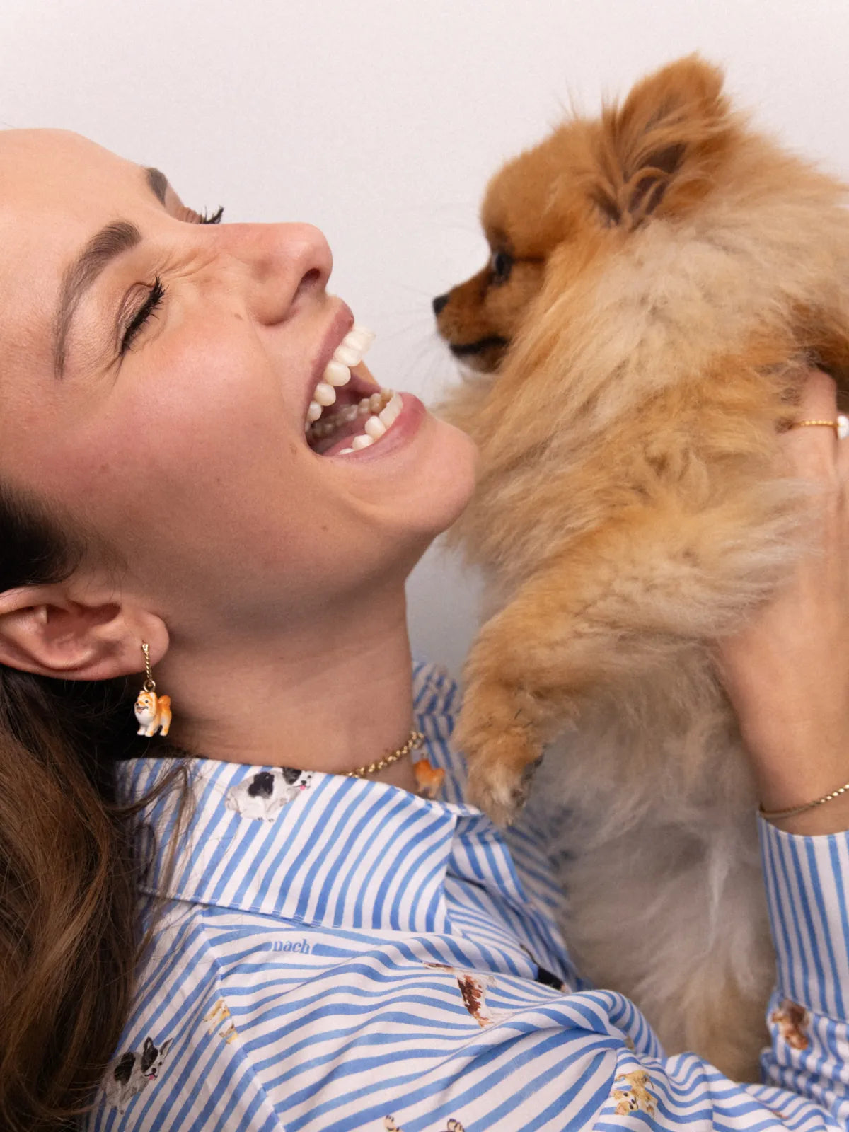 Mini créole chien Spitz - Vendue à l'unité