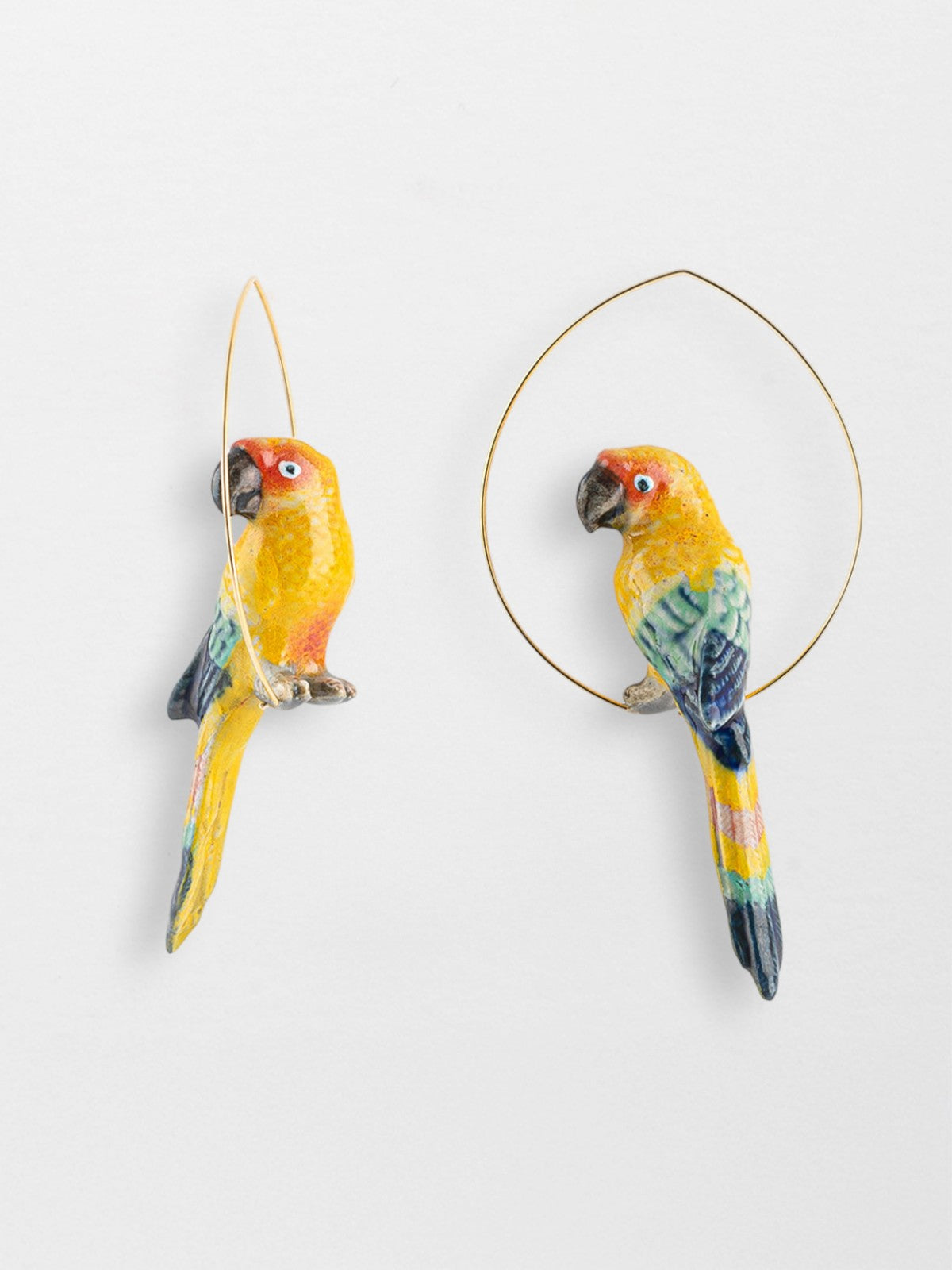 Large Creole sun conure bird