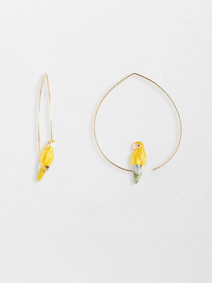 Pappagallo giallo creolo medio