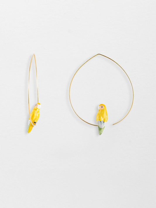 Pappagallo giallo creolo medio