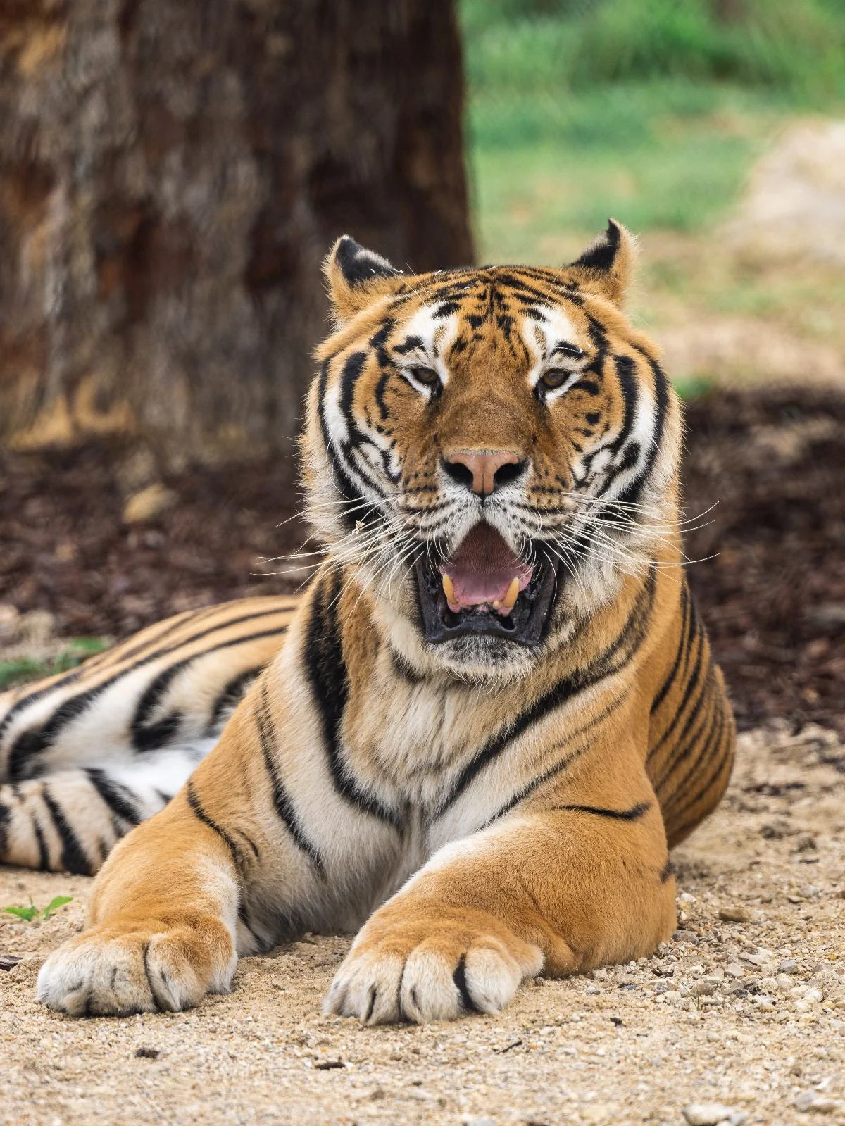Stylo Khéops le tigre - La Tanière