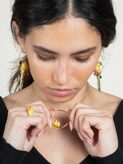 Large Creole sun conure bird