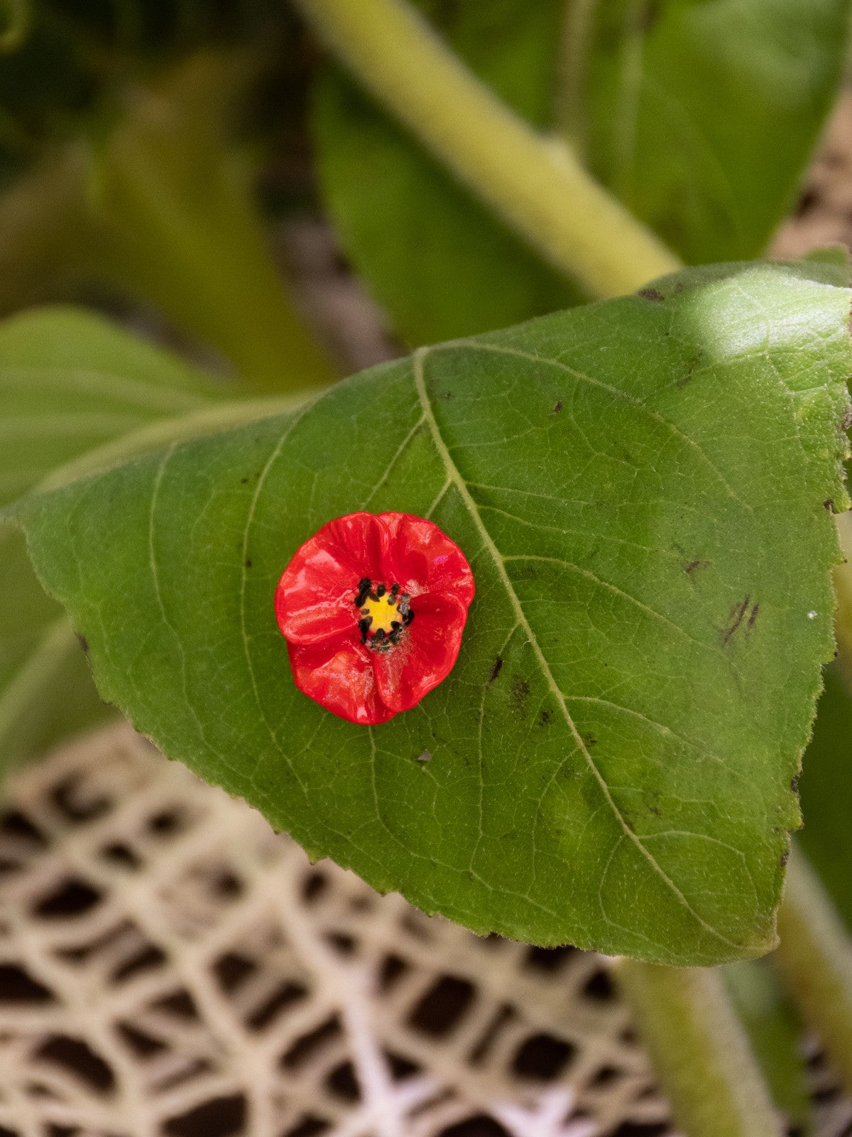 Pin's fleur coquelicot porcelaine Nach