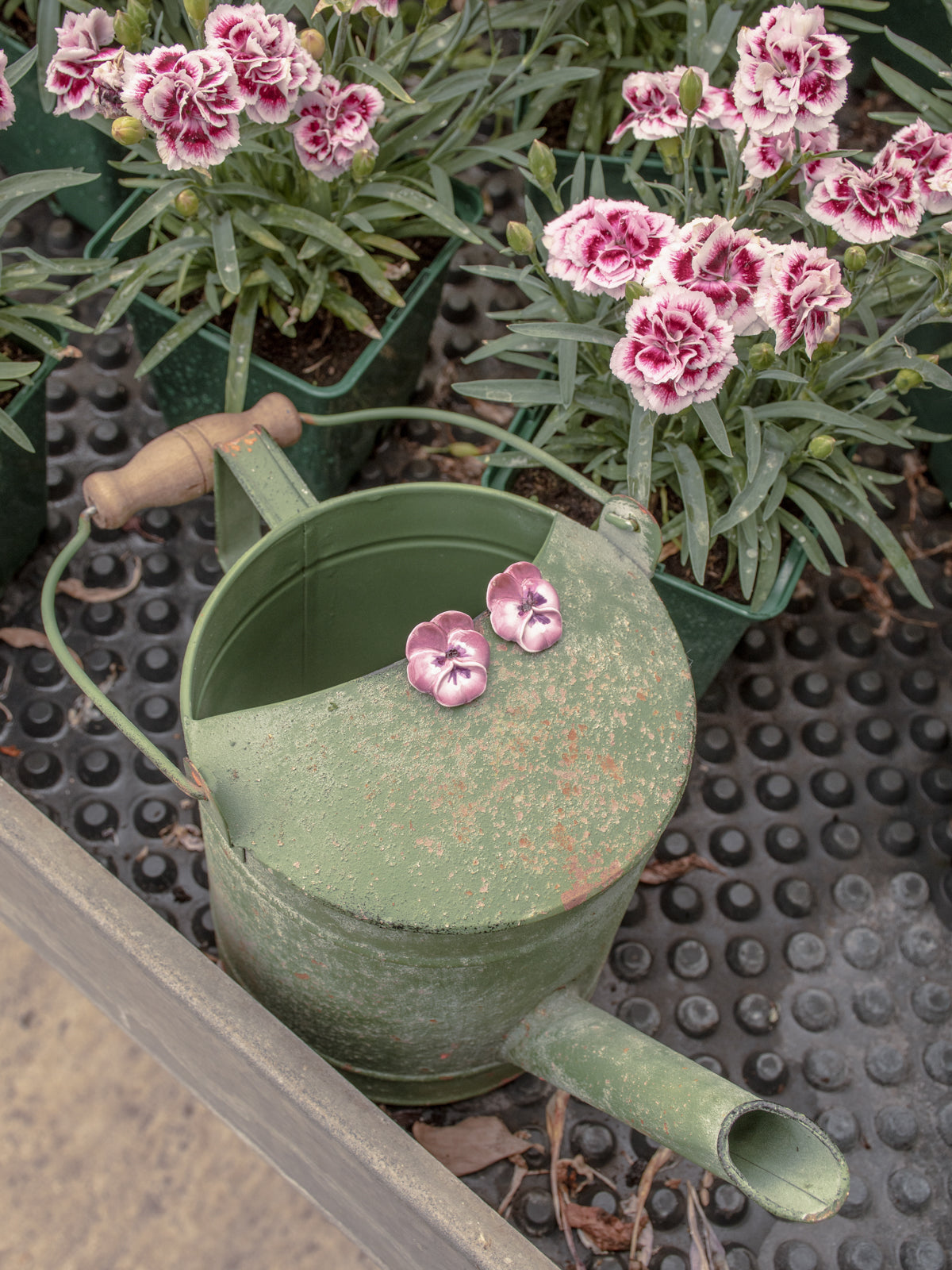 Puces d'oreilles pensée