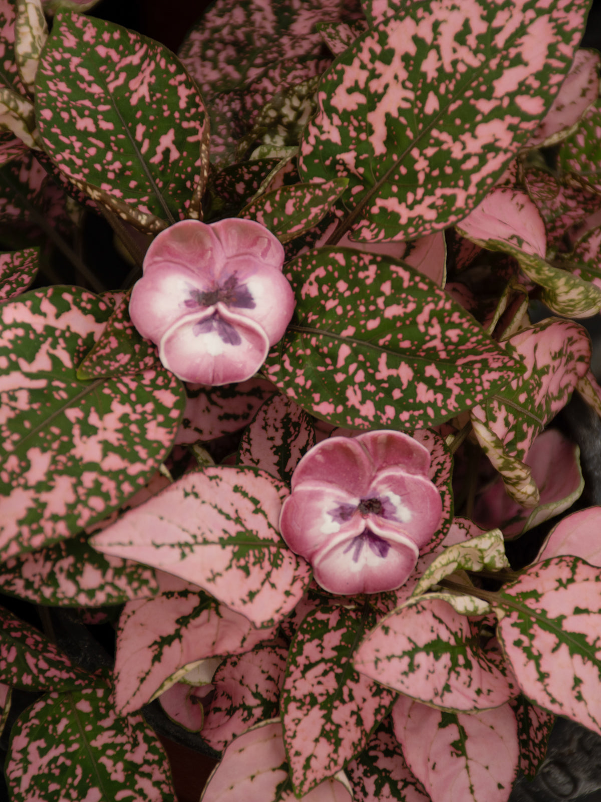 Puces d'oreilles pensée