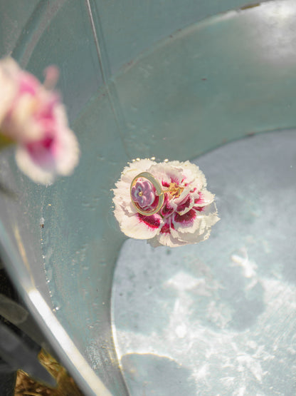 Puces d'oreilles rondes pensée